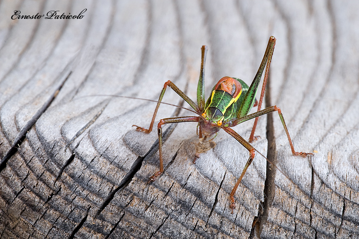 barbitistes alpinus ?